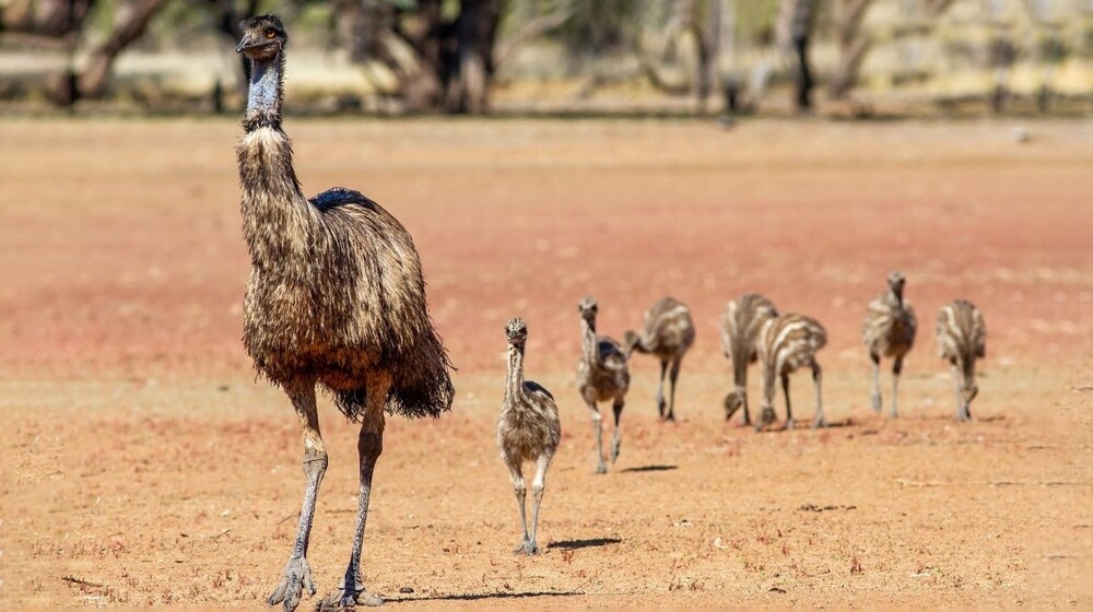 
        Из&nbsp;жизни эму    