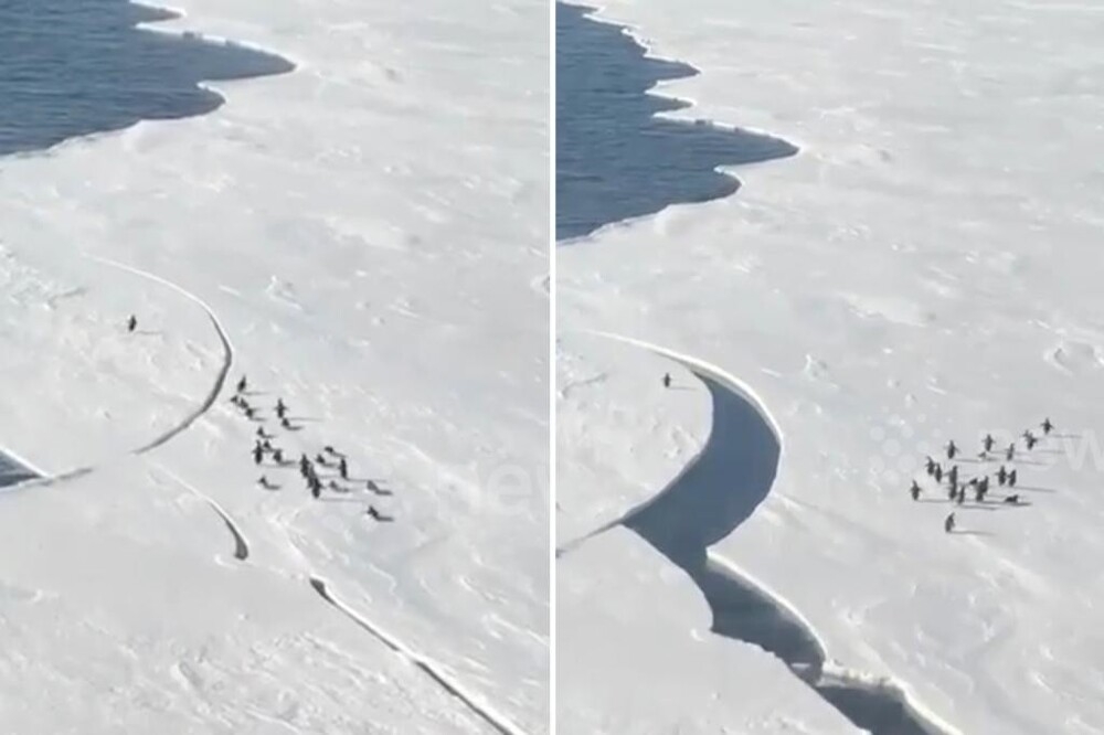 
        Пингвин в&nbsp;Антарктиде едва не&nbsp;уплыл в&nbsp;океан на&nbsp;отколовшейся льдине    