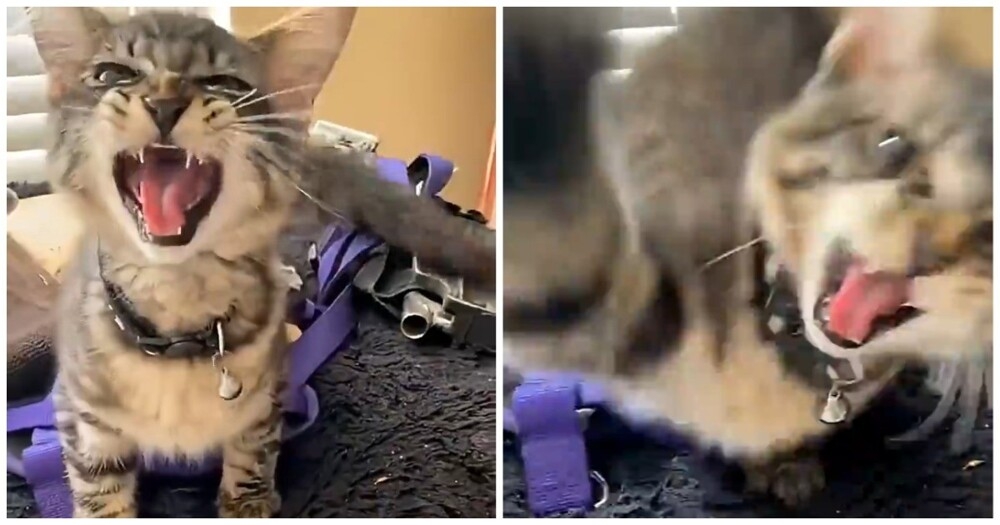 
        Пушистые агрессоры    