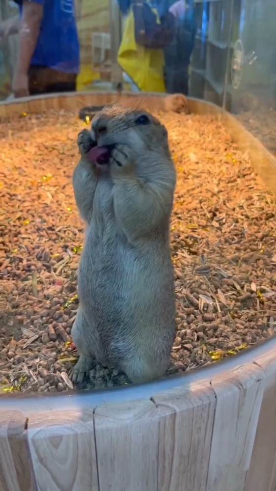 
        Забавные животные. ч.2    