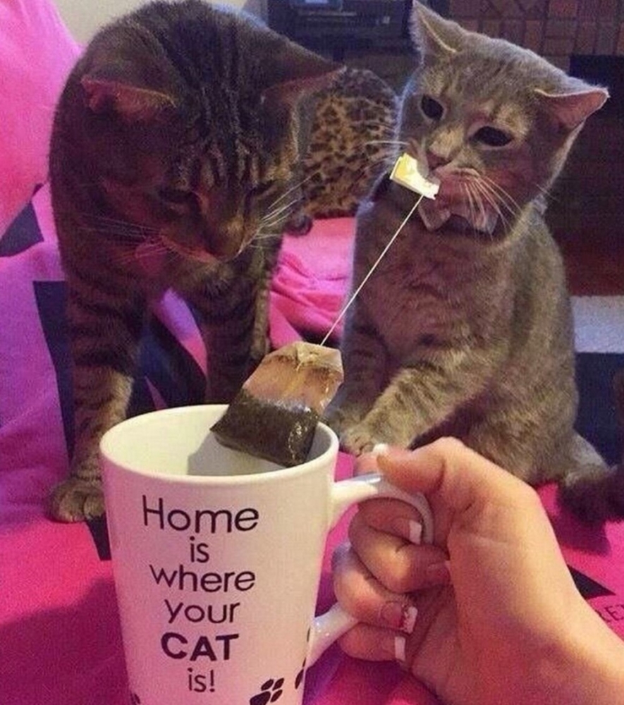 
        20&nbsp;проверенных приёмов кототерапии, которые избавят от&nbsp;стресса и&nbsp;подарят заряд энергии    