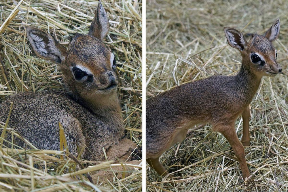 Дикдик: реальный зверь из Африки
Дикдик: реальный зверь из Африки
