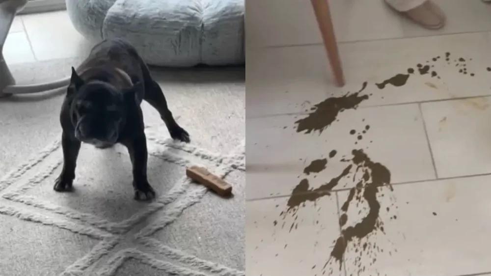 
        К&nbsp;чему приводит несвоевременная прогулка с&nbsp;собакой    