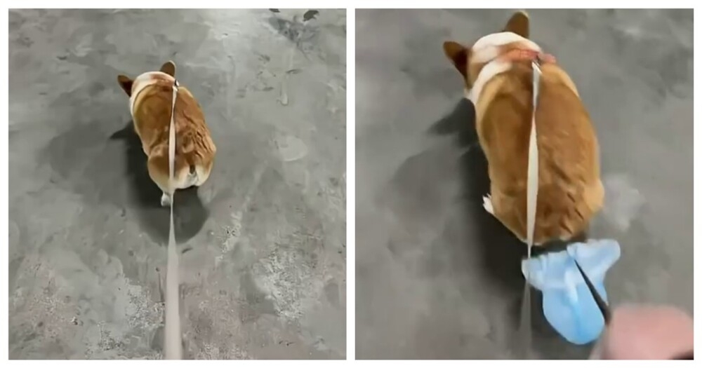 Опытный собачник
Опытный собачник