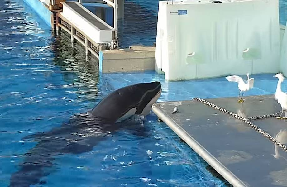 
        Косатка: убийцы синих китов и&nbsp;белых акул    