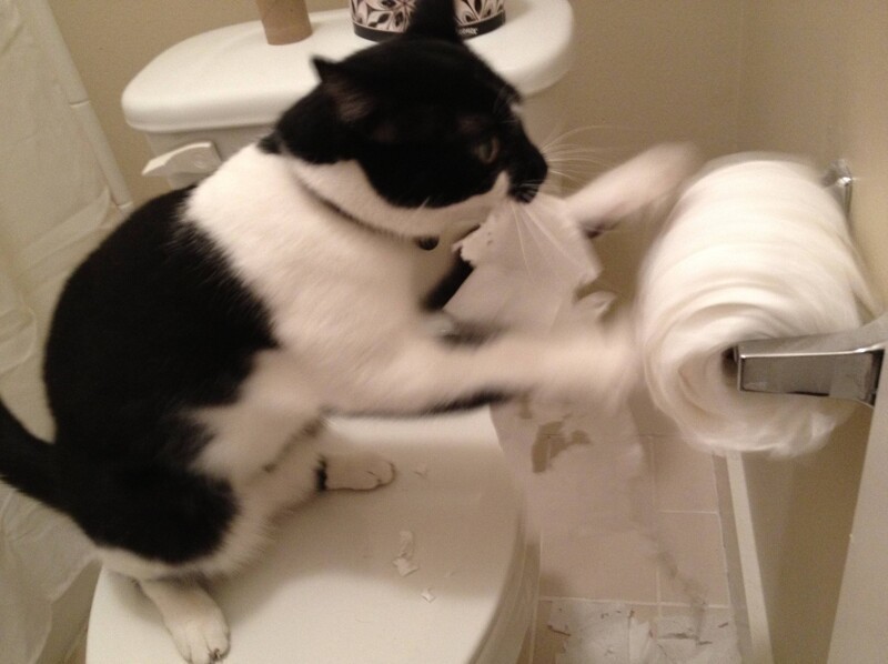 
        27&nbsp;меховых диверсантов, организовавших дома рулонный апокалипсис    