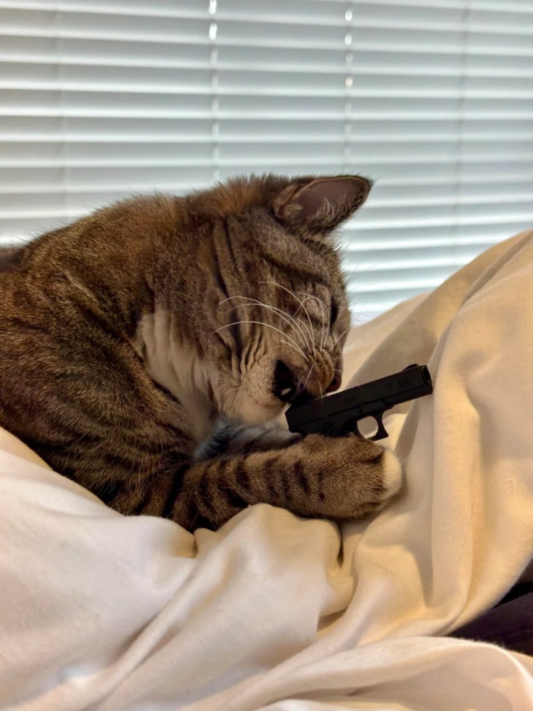 Коту понравился пистолет, напечатанный хозяином
Коту понравился пистолет, напечатанный хозяином