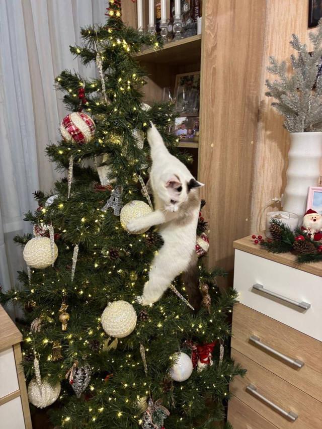 О крепких отношениях котов и новогодних елок в фотографиях