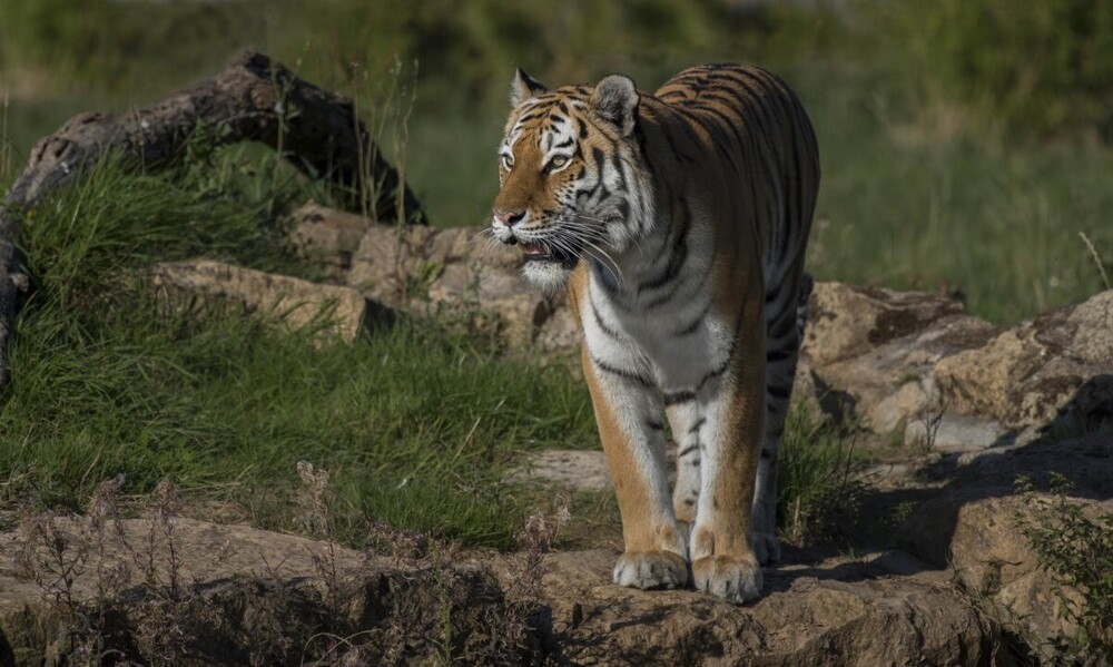 
        В&nbsp;мире животных. Коты    