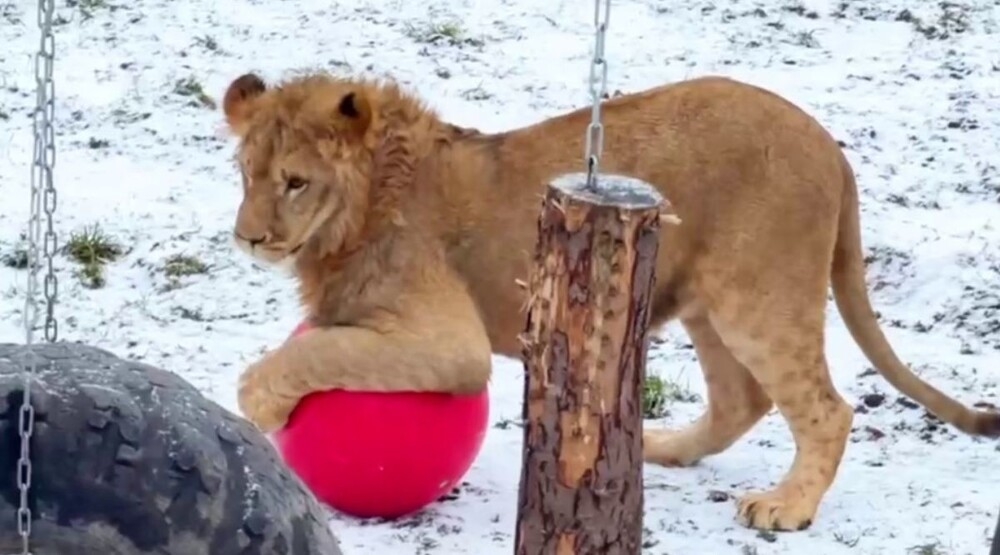 
        Львёнок играет с&nbsp;мячом    