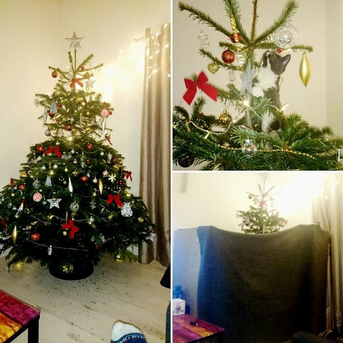 
        22&nbsp;проверенных способа защитить новогоднее чудо и&nbsp;сохранить нервы    