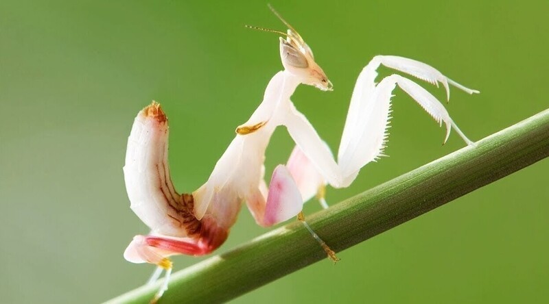 12 потрясающих насекомых и паукообразных нестандартного цвета, при виде которых захочется завести себе жука
12 потрясающих насекомых и паукообразных нестандартного цвета, при виде которых захочется завести себе жука