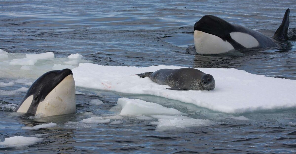 
        Косатка: убийцы синих китов и&nbsp;белых акул    