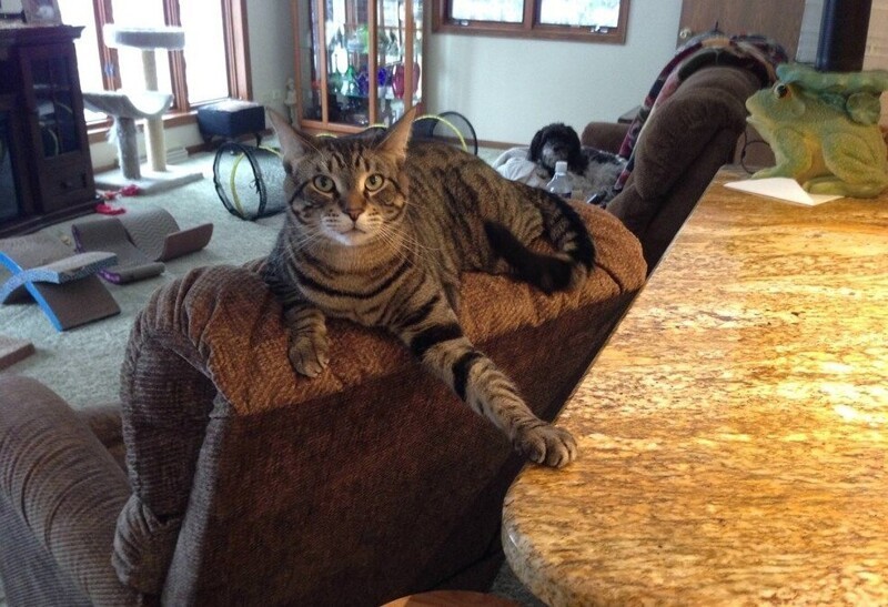 
        20&nbsp;проверенных приёмов кототерапии, которые избавят от&nbsp;стресса и&nbsp;подарят заряд энергии    