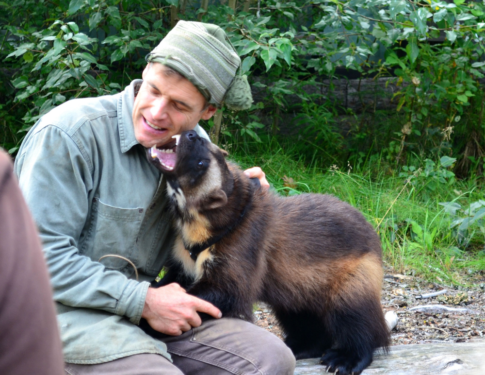 
        Росомаха: валит оленей и&nbsp;загоняет медведя на&nbsp;дерево    