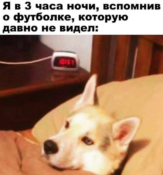 Хорошие мемы с хорошими хвостатыми мальчиками