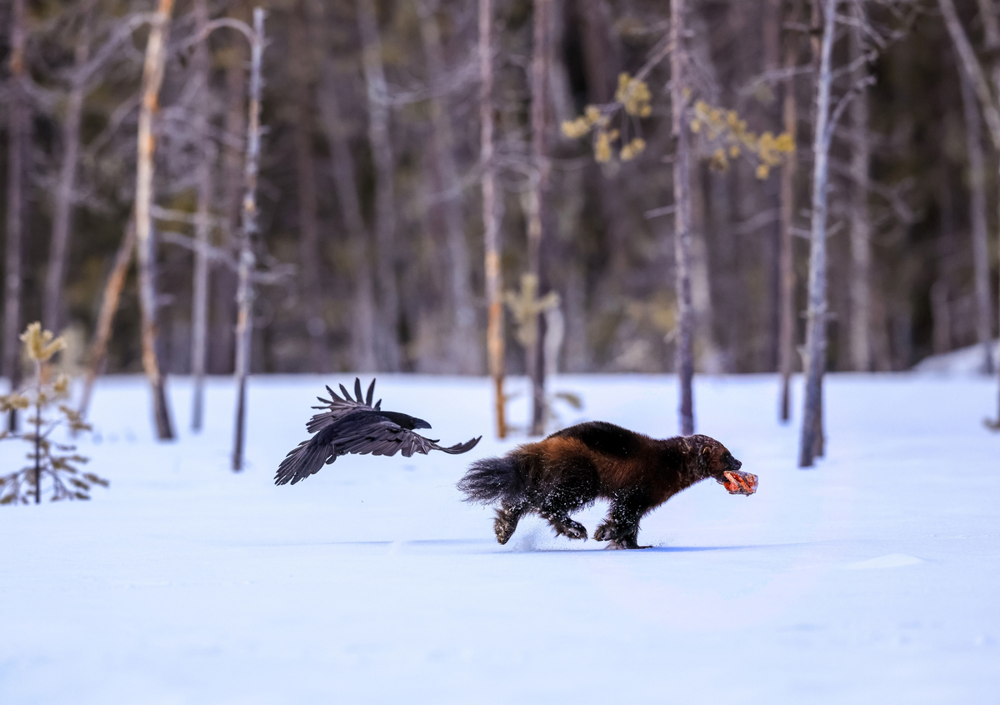 
        Росомаха: валит оленей и&nbsp;загоняет медведя на&nbsp;дерево    