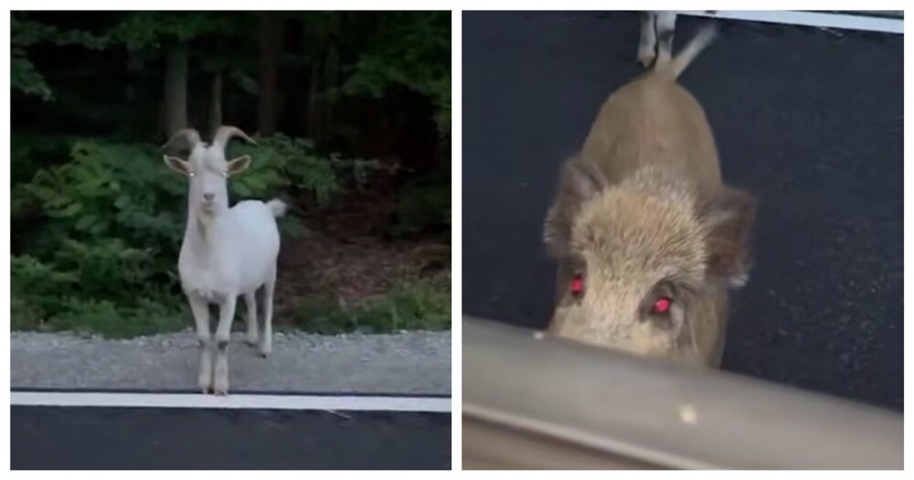 Встреча поляка с козлом и кабаном
Встреча поляка с козлом и кабаном