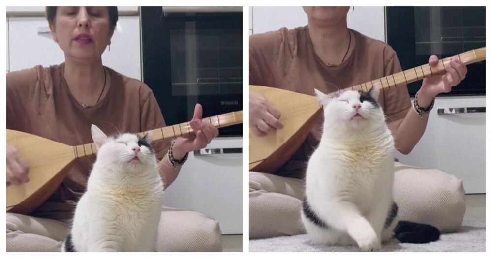 
        Кот&nbsp;обрёл внутренний покой    