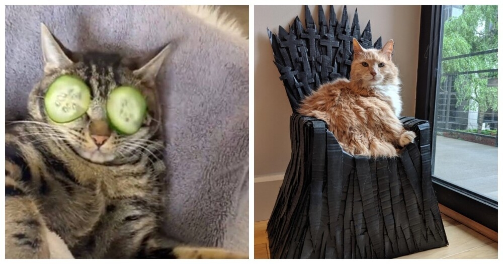 
        20&nbsp;примеров из&nbsp;жизни пушистых в&nbsp;стиле котакшери-лакшери    