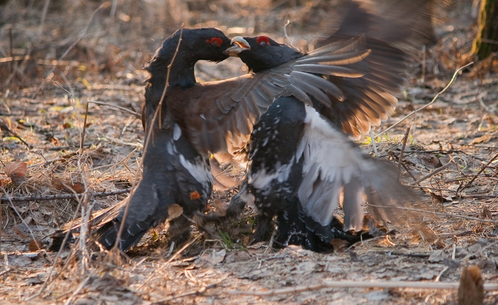 
        В&nbsp;лесной местности, без&nbsp;видимых причин, глухарь напал на&nbsp;семью    
