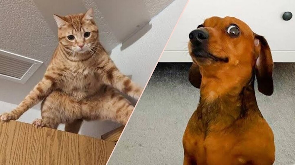 
        Забавные животные. ч.2    