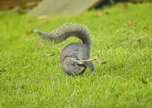 
        Забавные животные. ч.2    