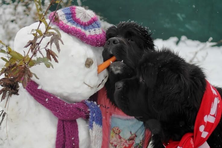 
        25&nbsp;примеров трогательного знакомства домашних питомцев с&nbsp;милыми снеговиками и&nbsp;собственными снежными копиями    