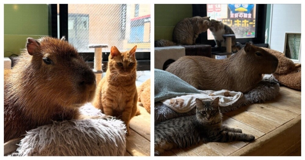 
        Кафе с&nbsp;капибарой и&nbsp;кошками в&nbsp;Токио    