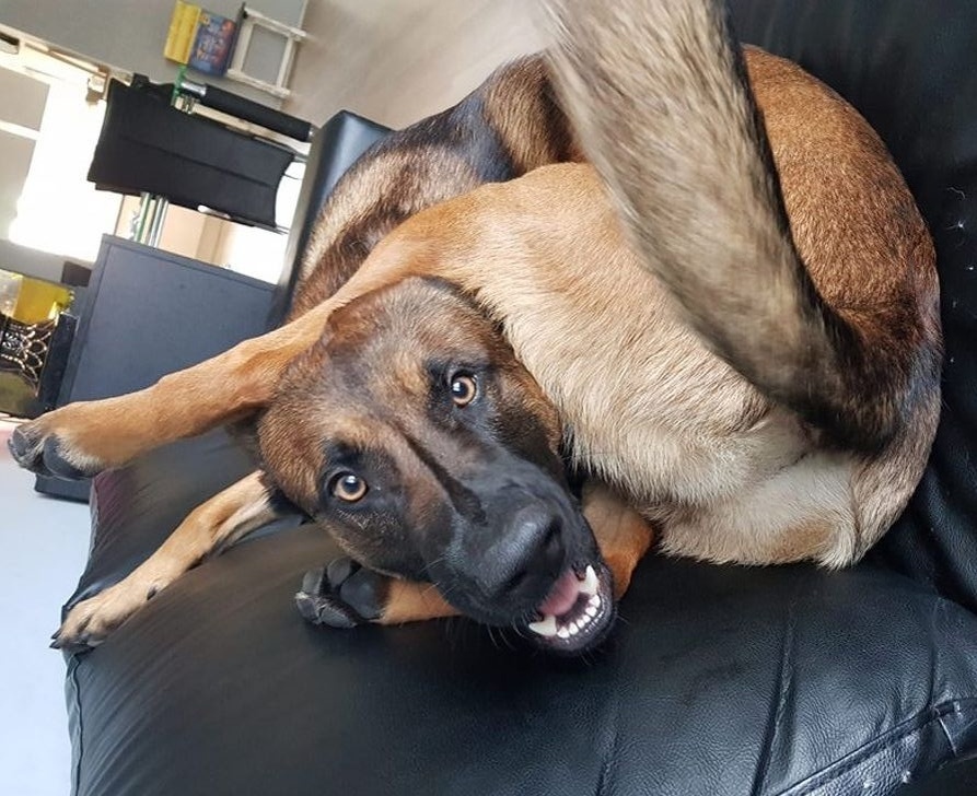 
        &laquo;Зуми-психоз&raquo;: вот&nbsp;что&nbsp;будет, если долго не&nbsp;обращать внимания на&nbsp;питомца    