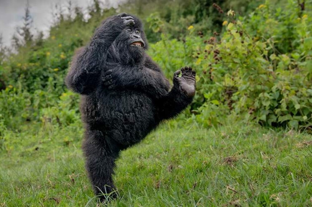 
        Снимок танцующего детёныша гориллы победил на&nbsp;конкурсе самых забавных фото животных    