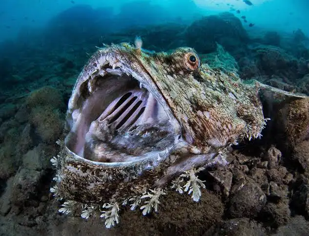 
        Европейский чёрт: хищный ковёр на&nbsp;дне&nbsp;океана    