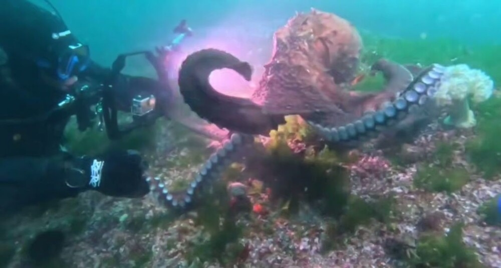 Осьминог попытался похитить камеру дайвера
Осьминог попытался похитить камеру дайвера