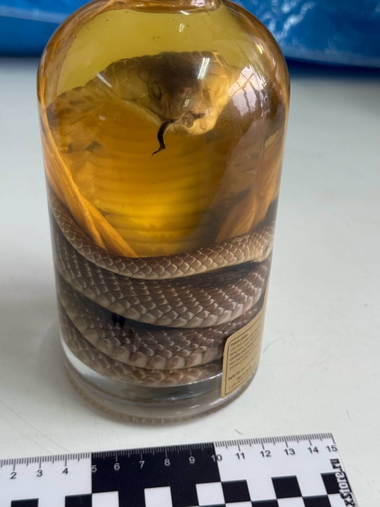 
        Россиянка попыталась ввезти из&nbsp;Вьетнама вино с&nbsp;настоящей коброй внутри    