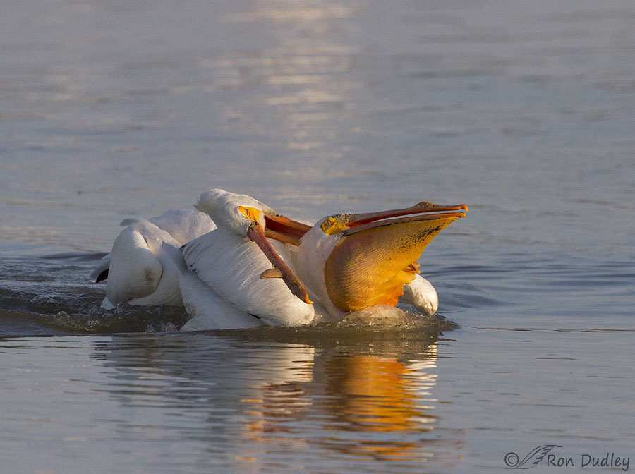 Американский белый пеликан: клюв этой птицы — бездонная пропасть!
Американский белый пеликан: клюв этой птицы — бездонная пропасть!
