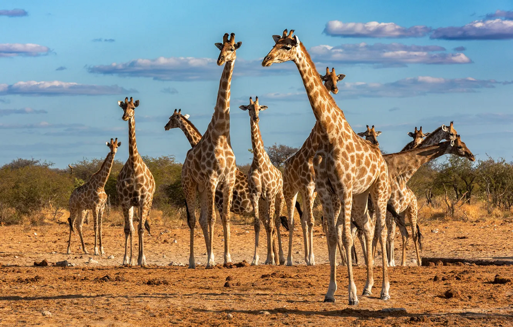 
        Жираф: 5&nbsp;секретов гиганта    