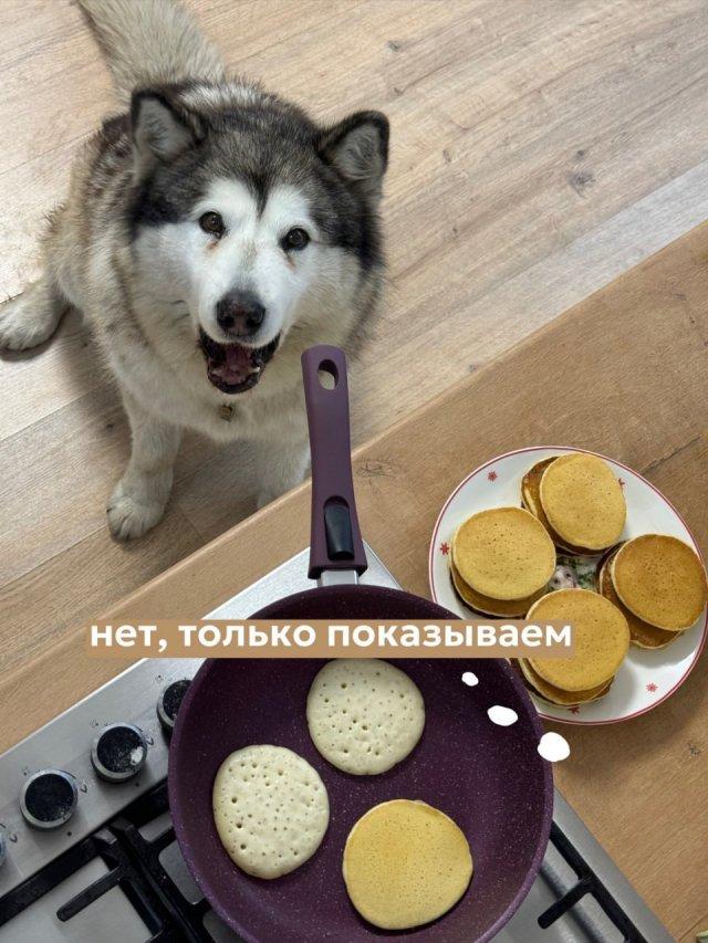 Мем с "показываем рыбов" в исполнении хаски