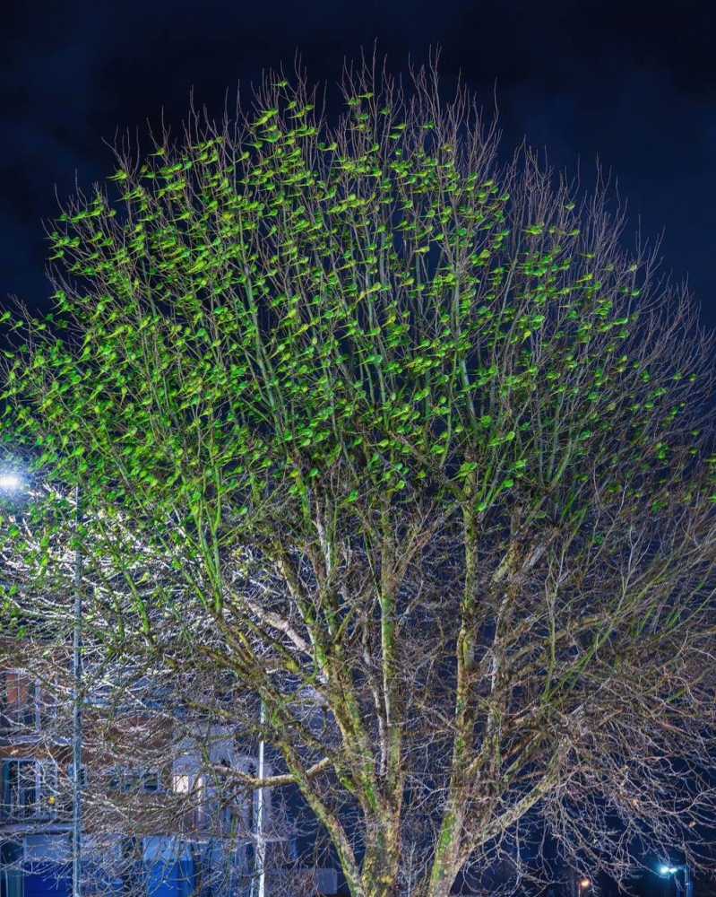 Попугаи облепили деревья в Лондоне
Попугаи облепили деревья в Лондоне