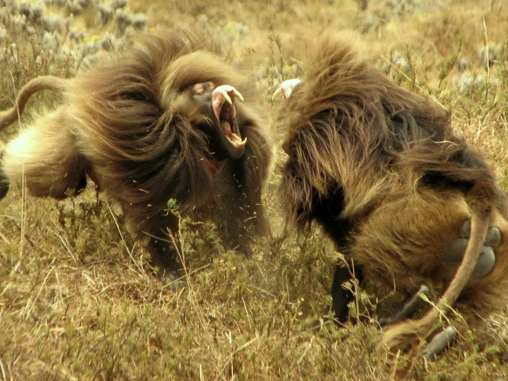 Гелада: грива, клыки и вечные кровавые разборки
Гелада: грива, клыки и вечные кровавые разборки