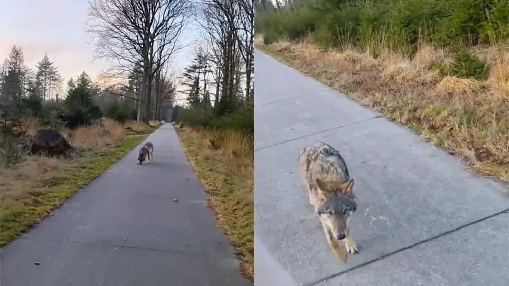 
        В&nbsp;Нидерландах волк преследовал туристов во&nbsp;время прогулки    