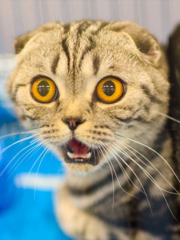 
        Забавные животные. ч.2    