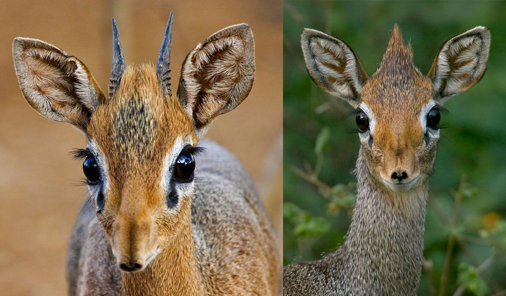 Дикдик: реальный зверь из Африки
Дикдик: реальный зверь из Африки