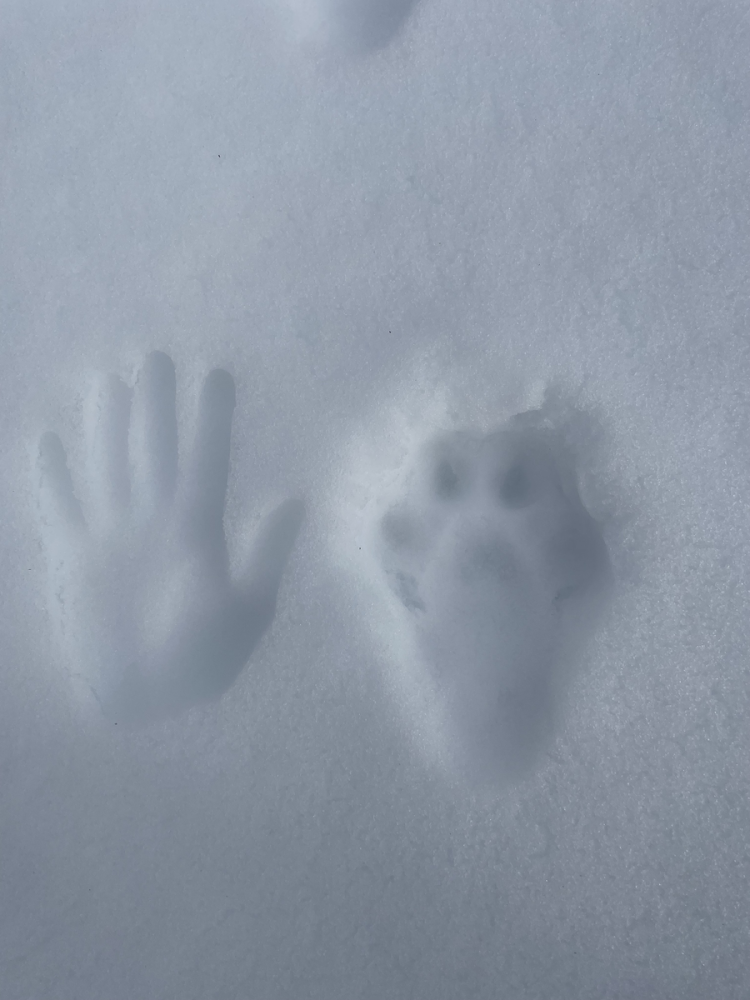 
        Канадская рысь    