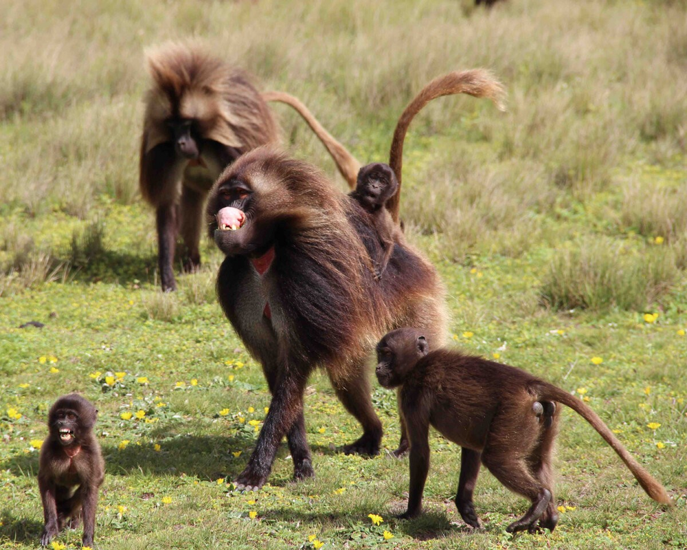 Гелада: грива, клыки и вечные кровавые разборки
Гелада: грива, клыки и вечные кровавые разборки