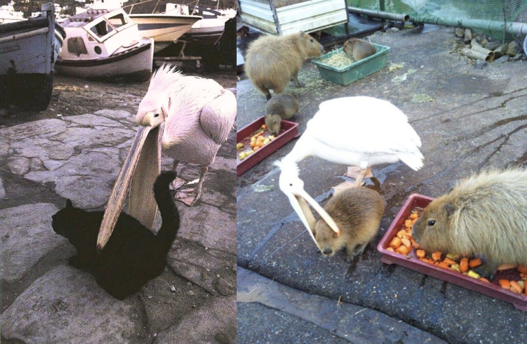 Американский белый пеликан: клюв этой птицы — бездонная пропасть!
Американский белый пеликан: клюв этой птицы — бездонная пропасть!