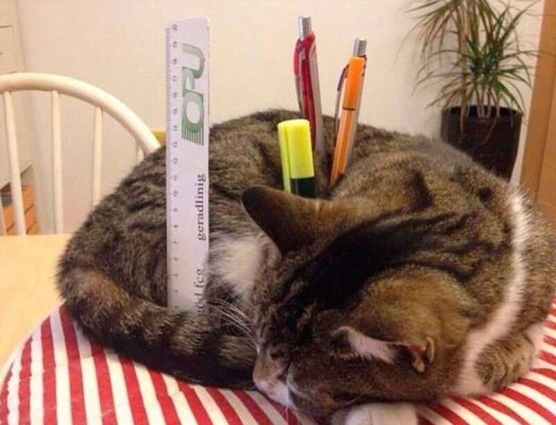 
        20&nbsp;проверенных приёмов кототерапии, которые избавят от&nbsp;стресса и&nbsp;подарят заряд энергии    