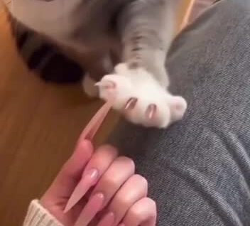 
        Кошка пытается научить хозяйку правильно прятать когти    