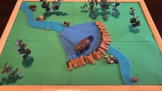 Как бобры помогают в борьбе с пожарами
Как бобры помогают в борьбе с пожарами