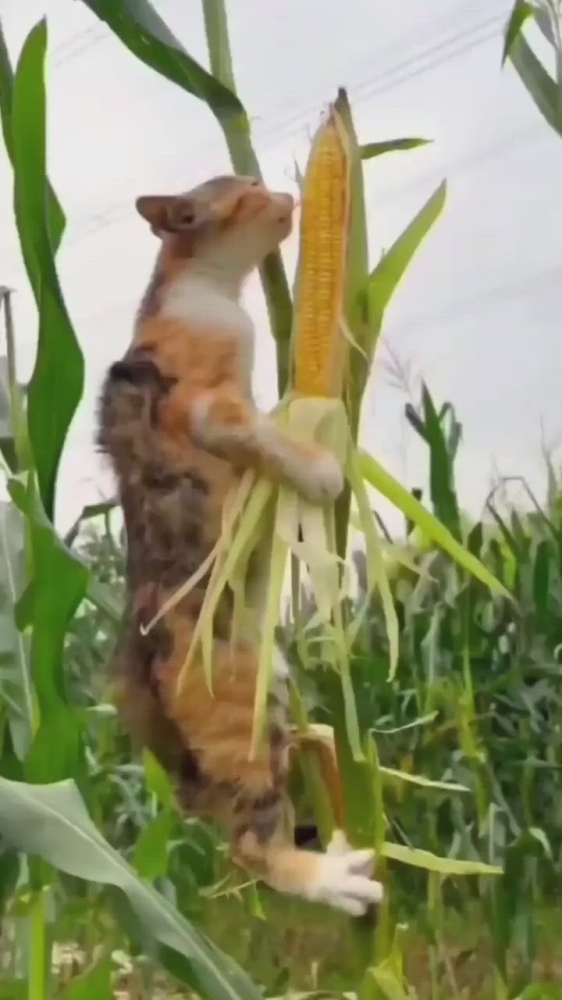 
        Забавные животные. ч.2    