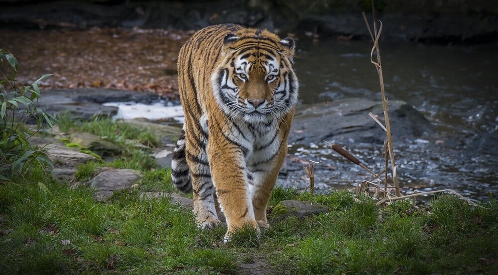 
        В&nbsp;мире животных. Коты    